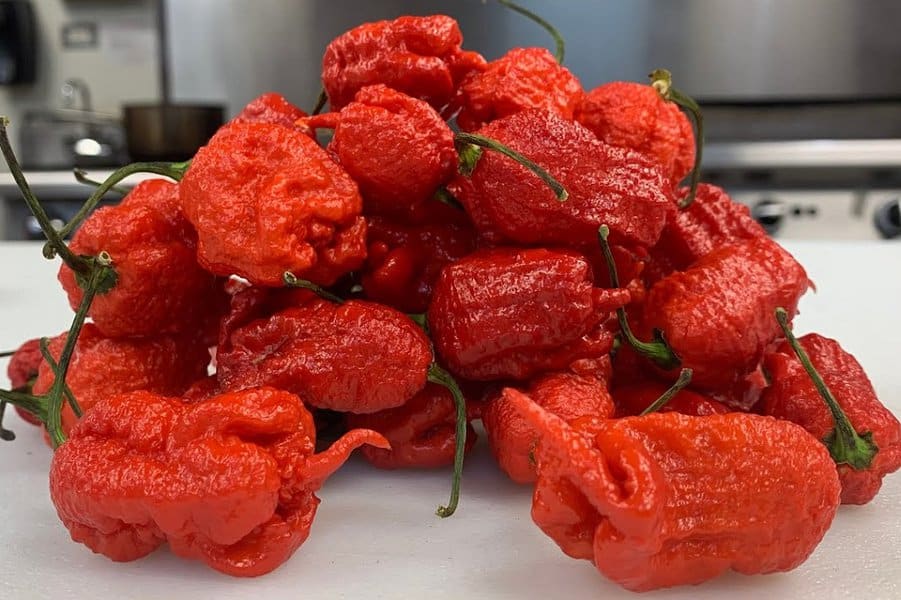 7 Pot Primo - 1,473,480 SHU