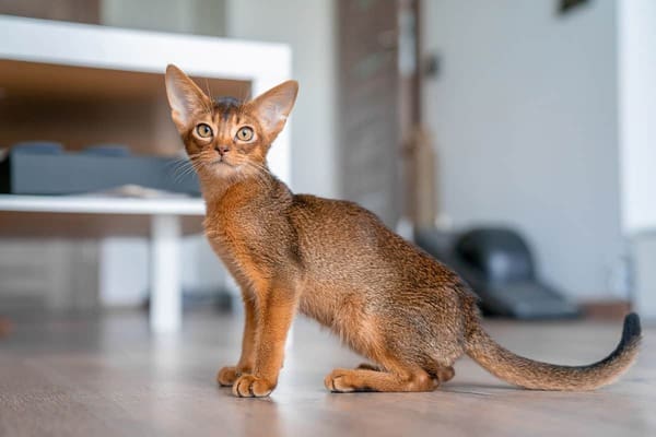 Abyssinian