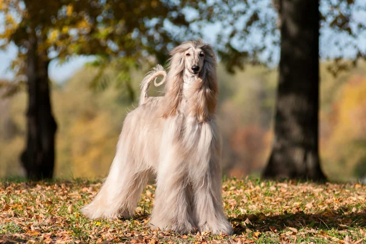 Afghan Hound