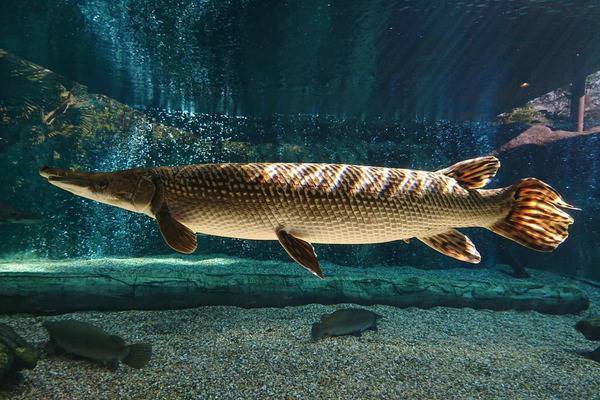Alligator Gar