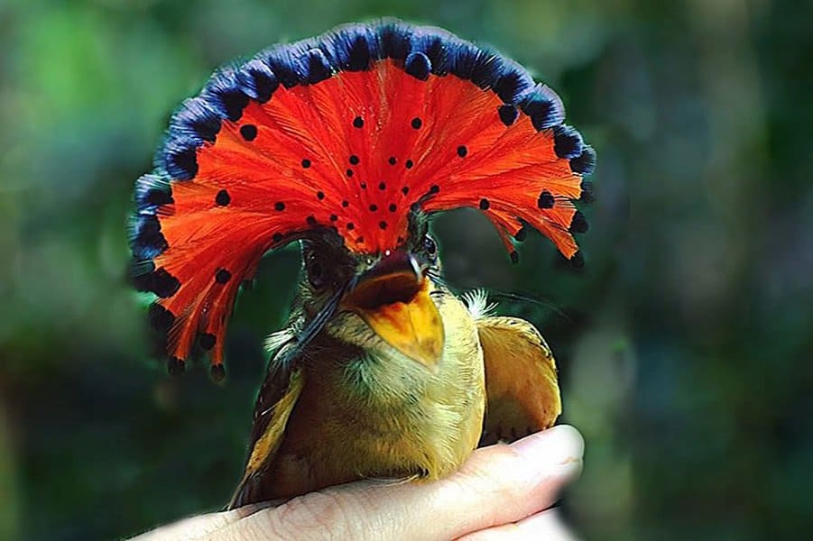Amazonian Royal Flycatcher