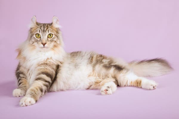 American Curl