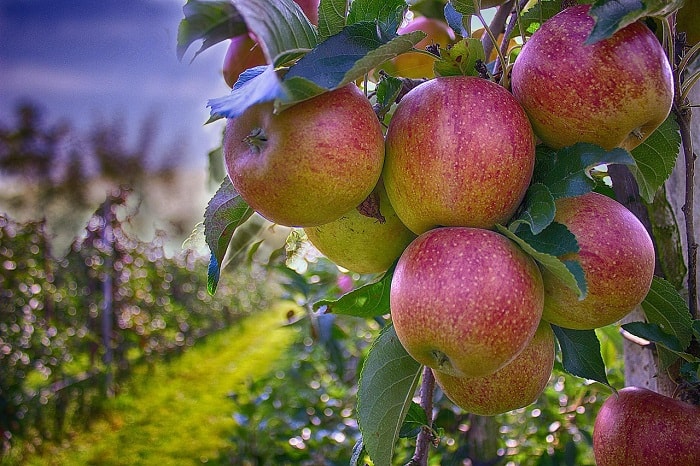 Apples In Orchard