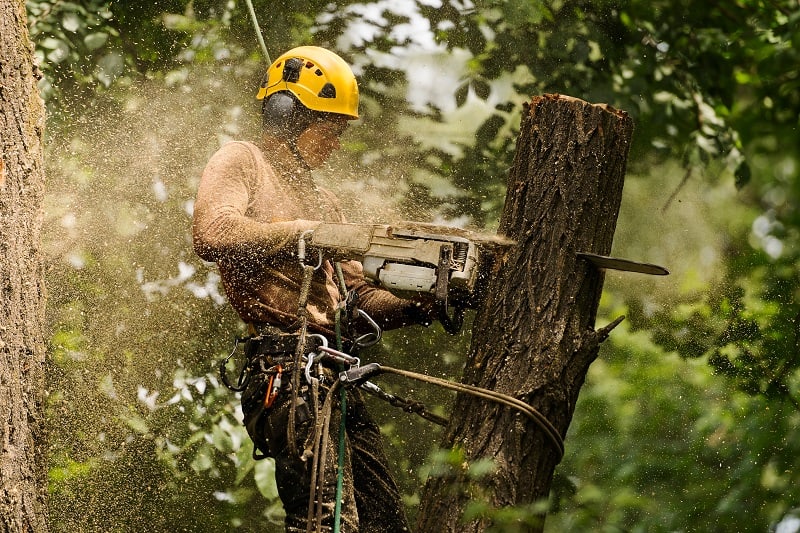 Arborist Climber - Best Outdoor Jobs For Outdoorsmen