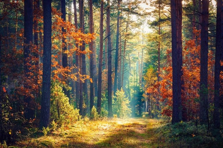 Autumn Forest