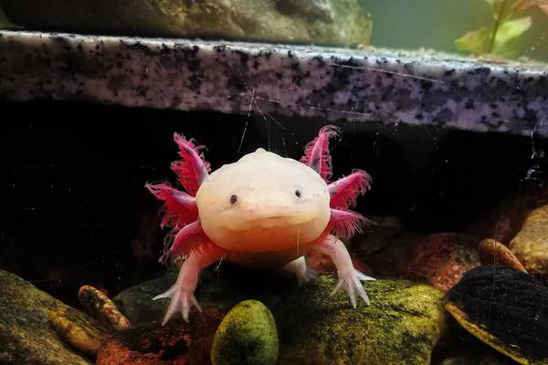 Axolotl