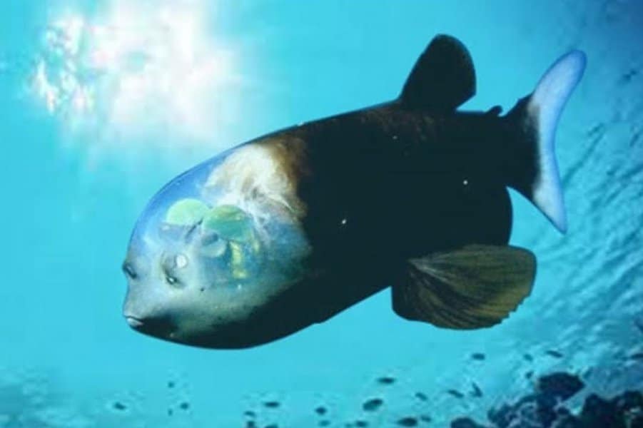 Barreleye Fish