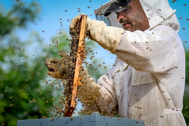 Beekeeper - Best Outdoor Jobs For Outdoorsmen