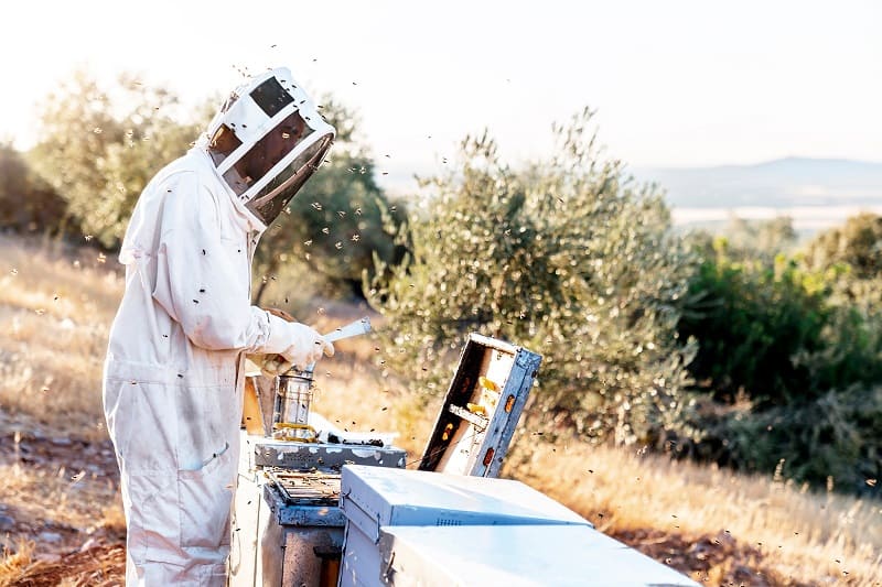 Beekeeper,Working,Collect,Honey.,Beekeeping,Concept