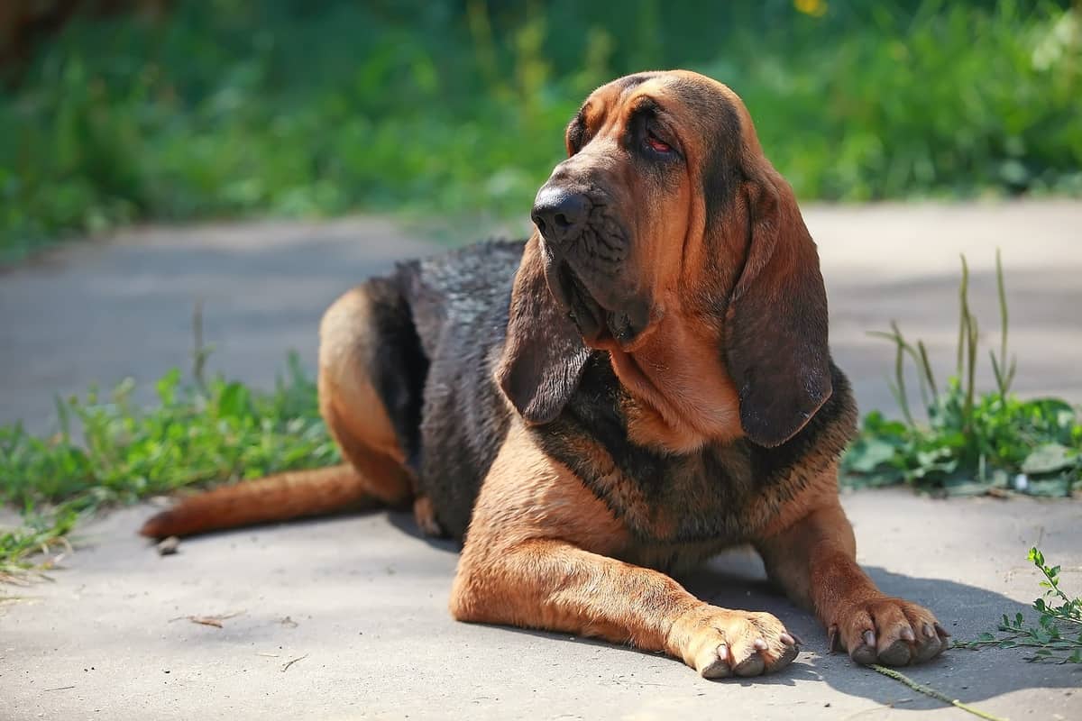 Bloodhound
