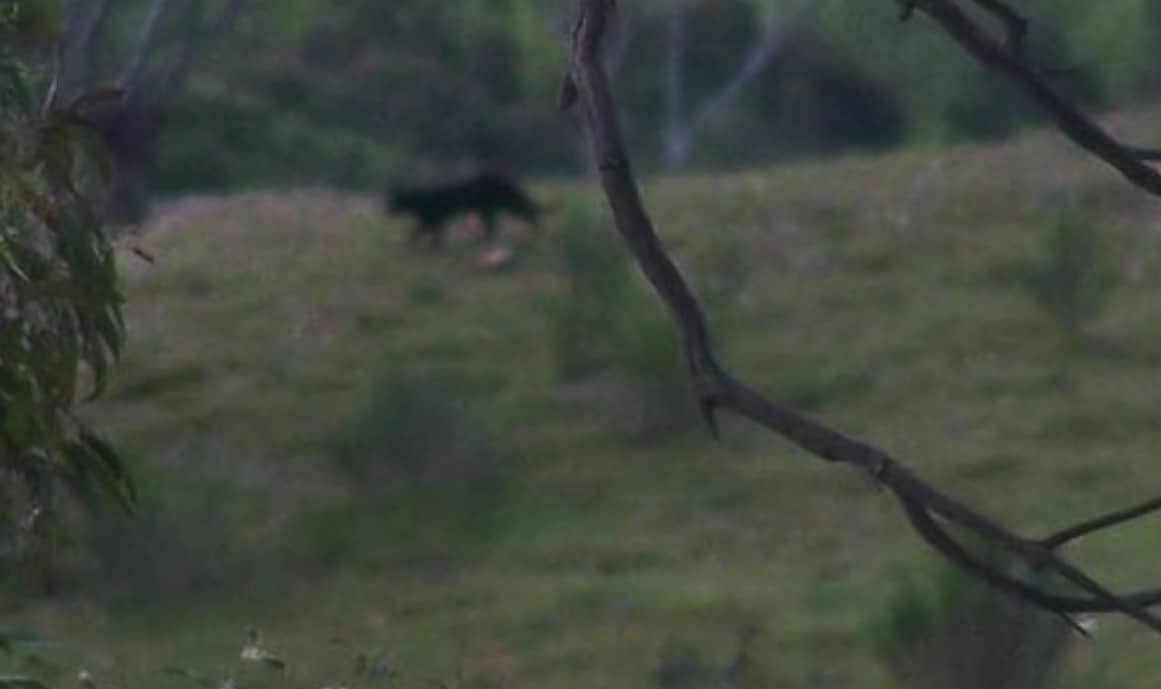 Blue Mountain Panther