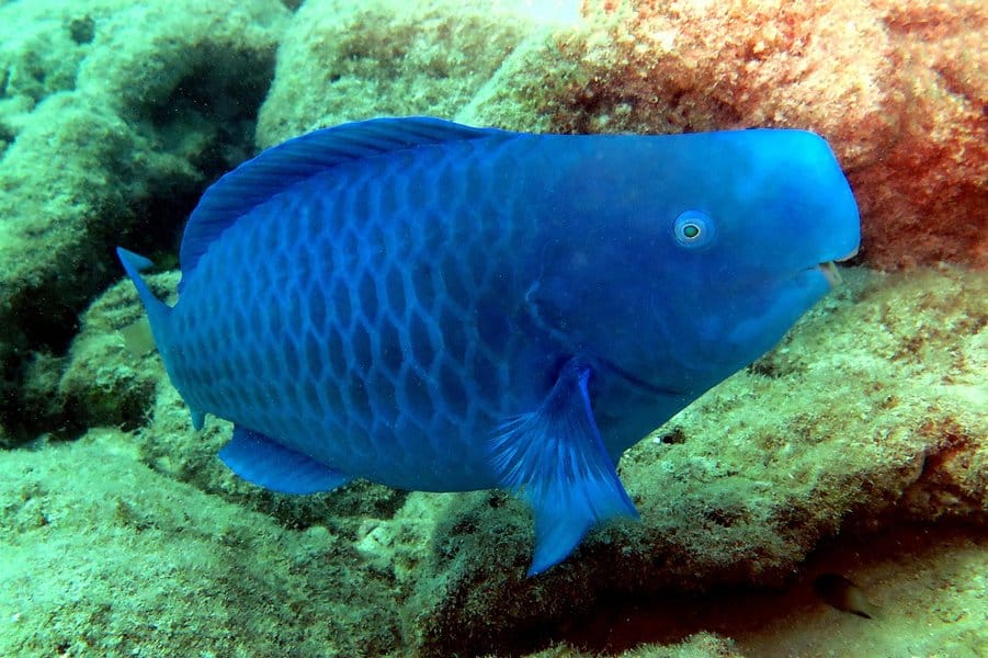 Blue Parrotfish