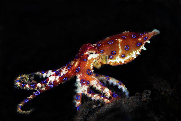 Blue-Ringed Octopus