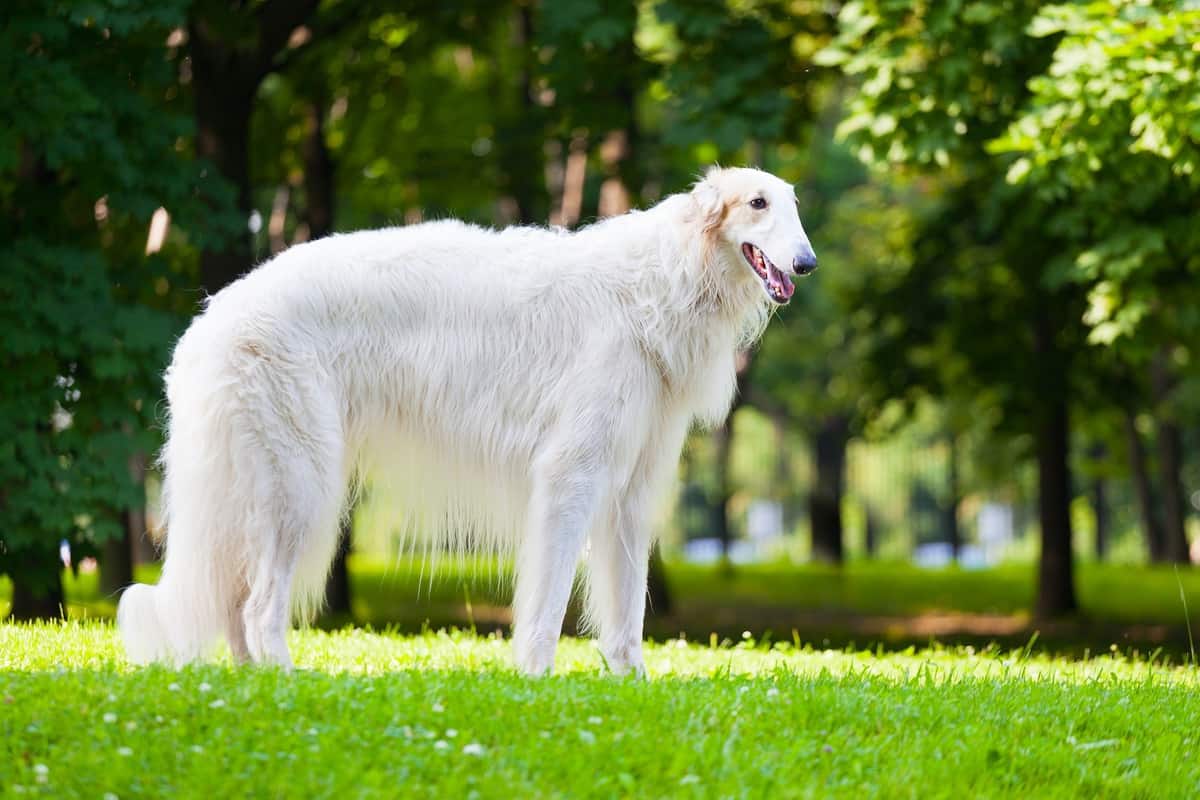 Borzoi