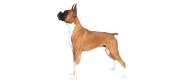 Boxer dog