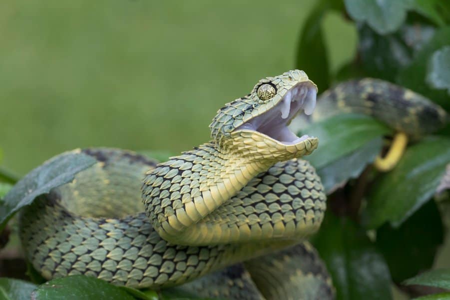 Bush Viper