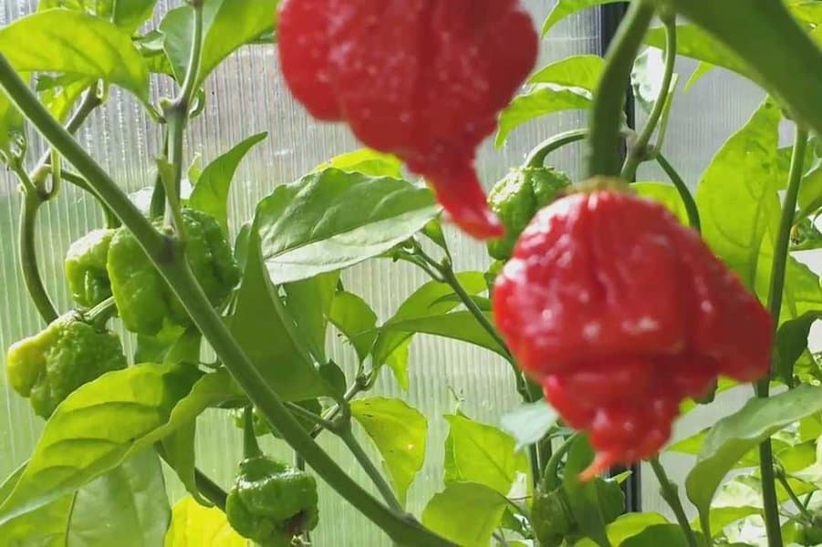 Carolina Reaper - 2,200,000 SHU