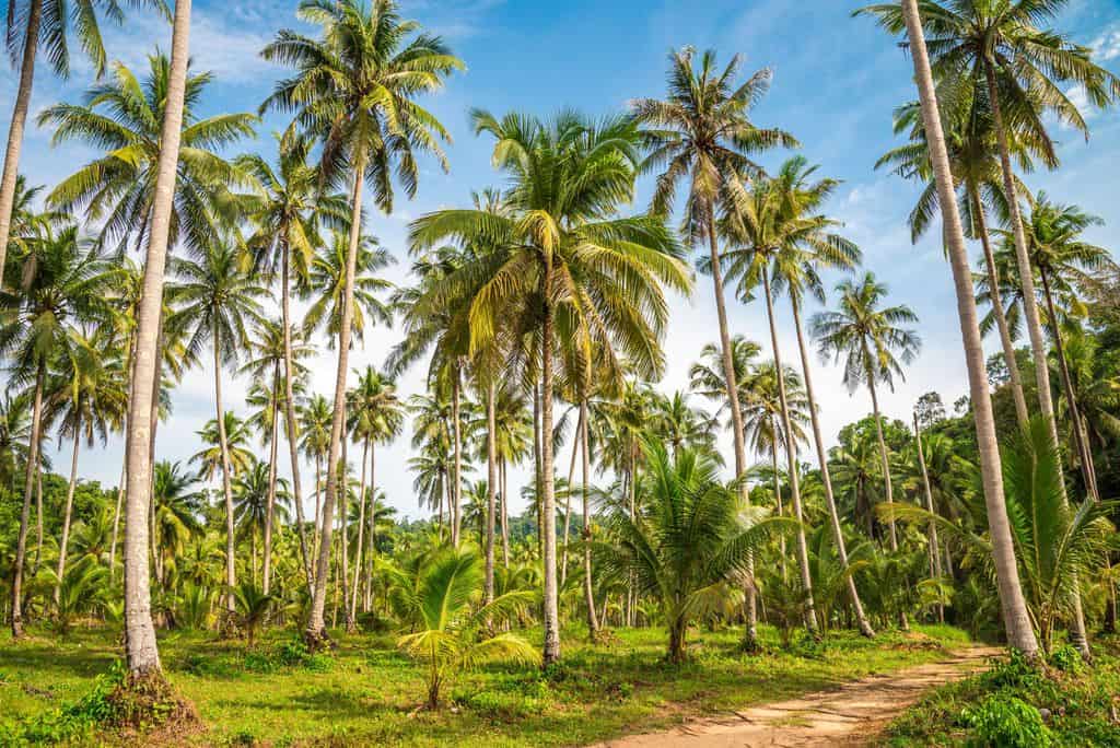Coconut Palms In Group