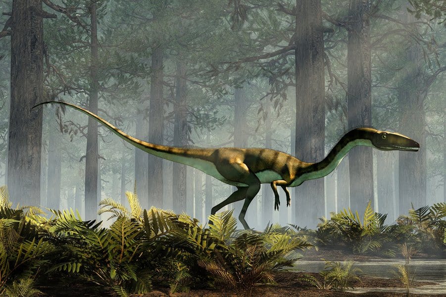 Coelophysis