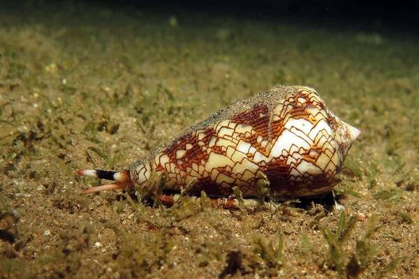 Cone Snail