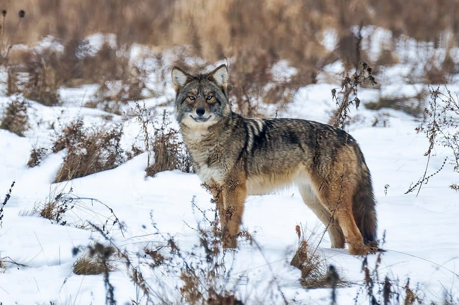 Coywolf