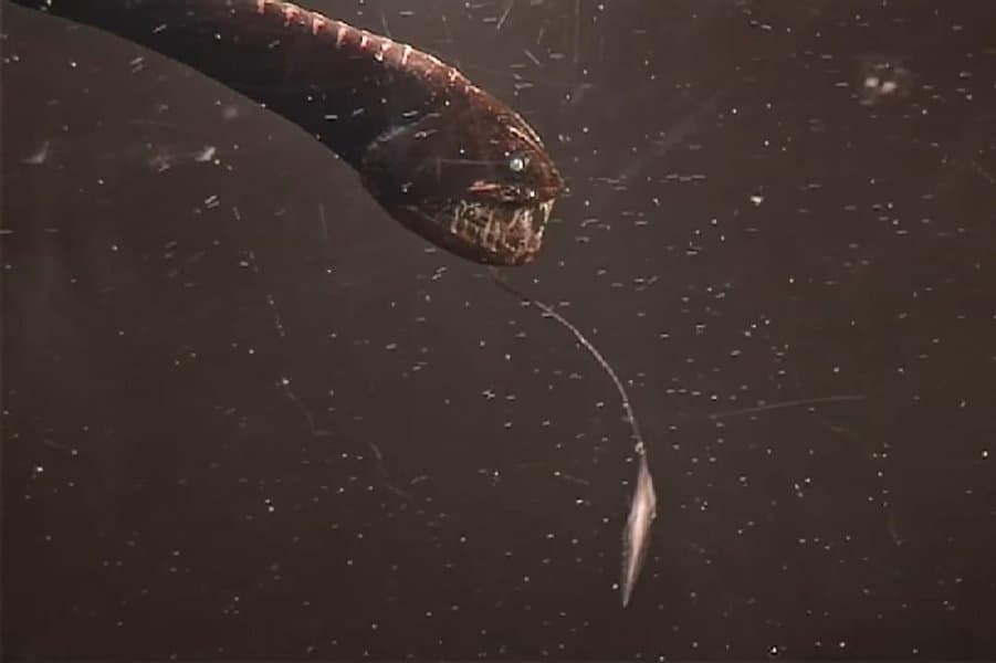 Deep Sea Dragonfish