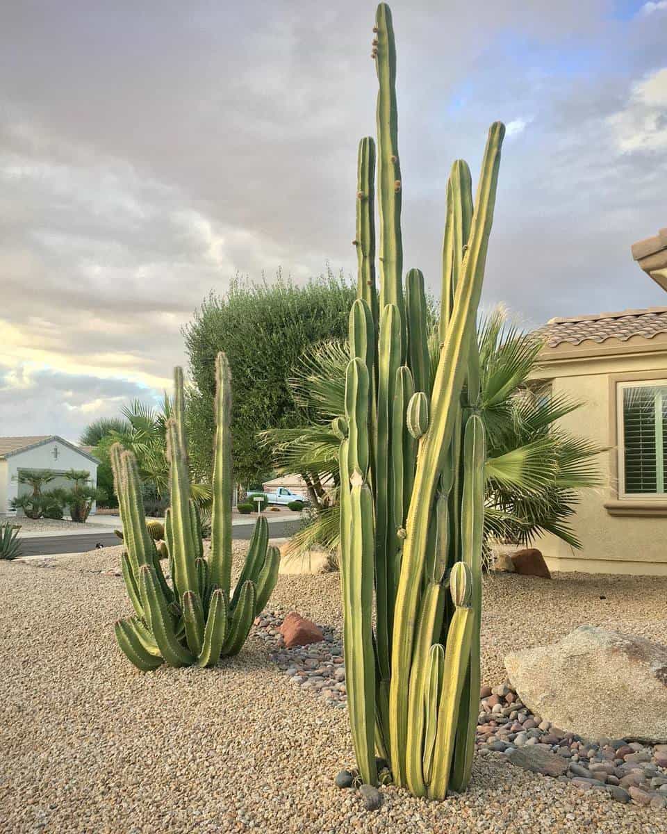 front yard cactus and gravel 