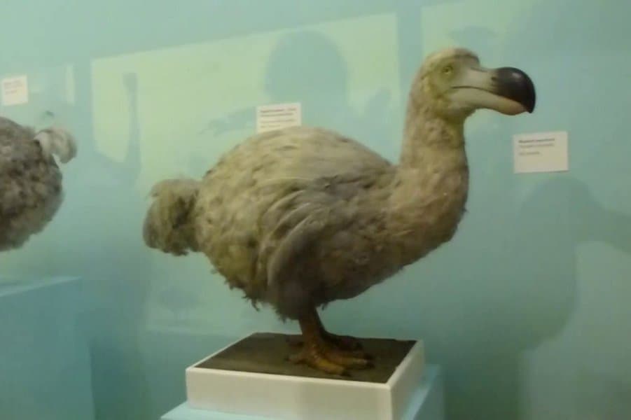 dodo (Raphus cucullatus)