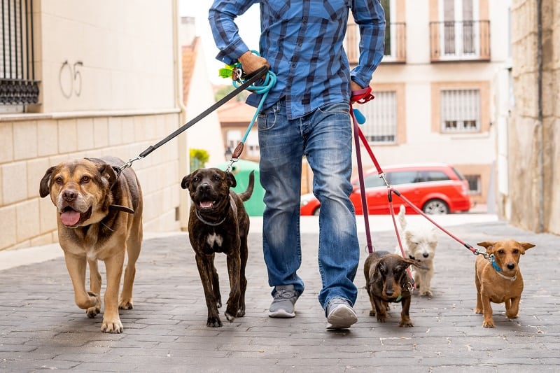 Dog Walker - Best Outdoor Jobs For Outdoorsmen