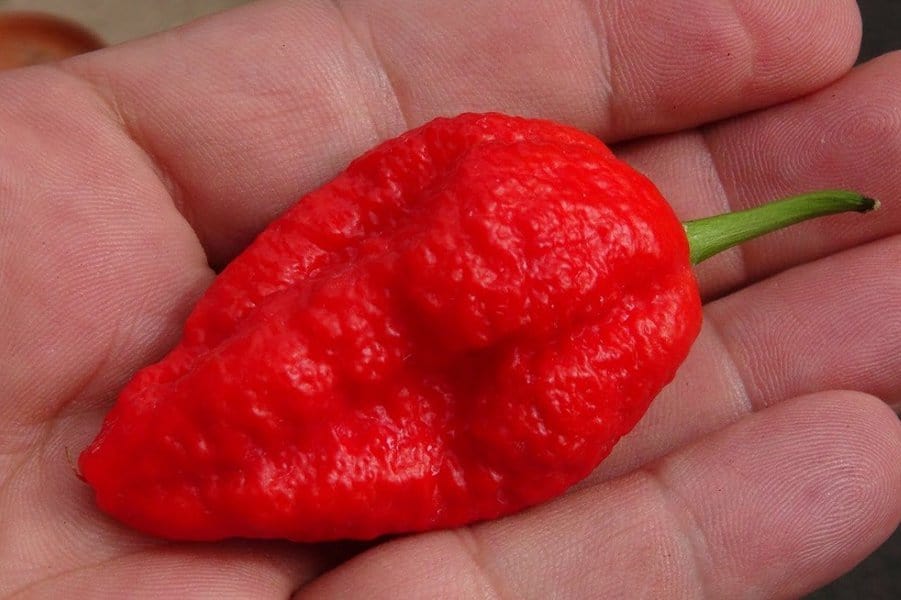 Dorset Naga Pepper - 1,500,00 SHU