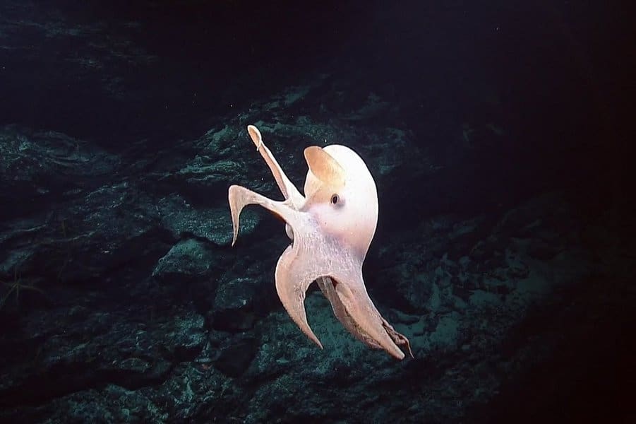 Dumbo Octopus