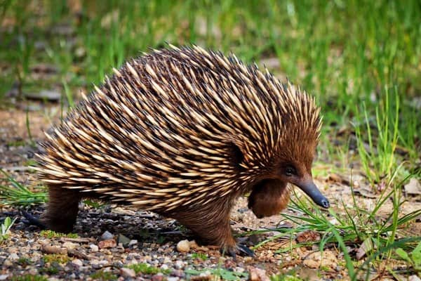 Echidna