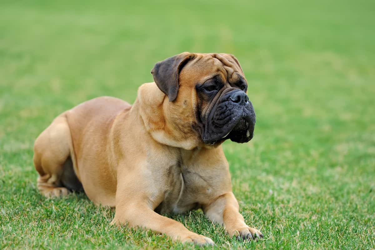 English Mastiff