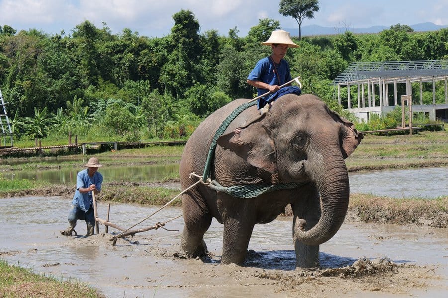 Farmers use elephants to plow their fields 