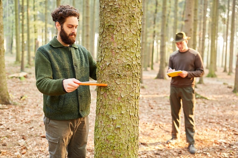 Forester - Best Outdoor Jobs For Outdoorsmen