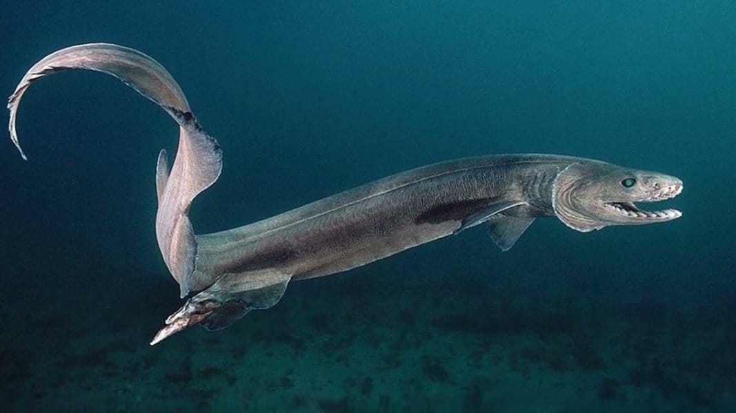 Frilled Shark
