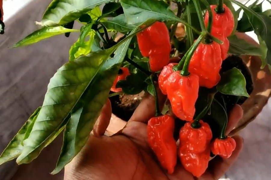 Ghost Pepper (Bhut Jolokia)