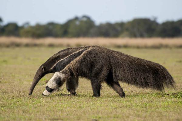 Giant Anteater