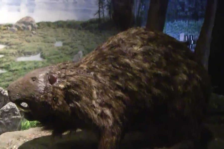 Giant Beaver