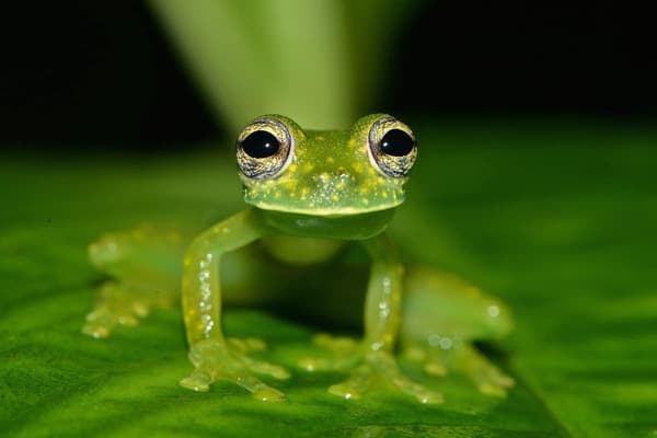 Glass Frog