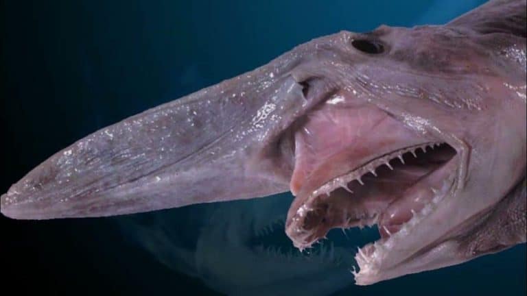 Goblin Shark