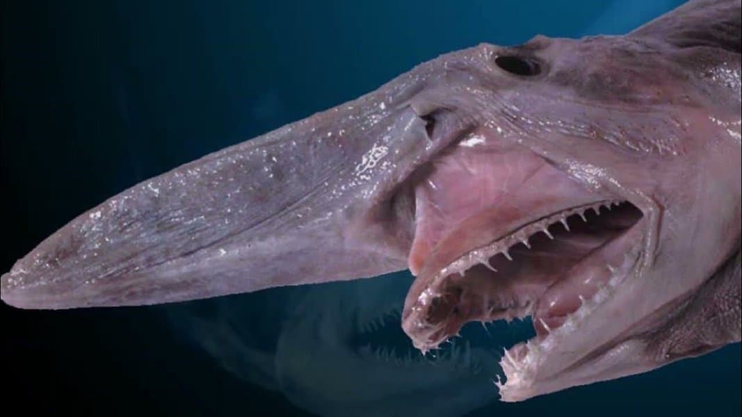 Goblin Shark