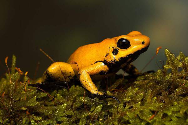 Golden Poison Dart Frog
