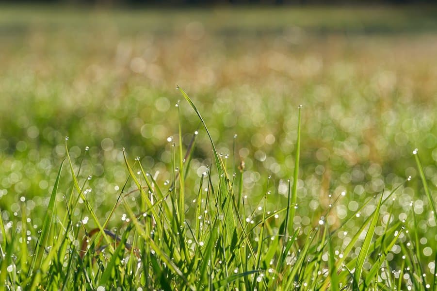 Grass with dew drops