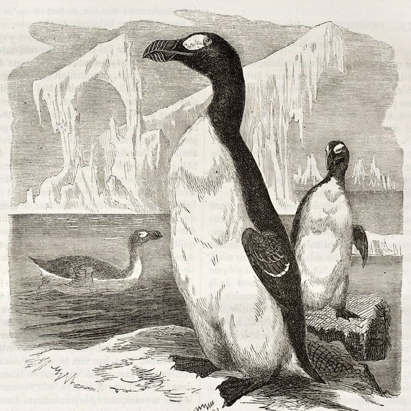 Great Auk