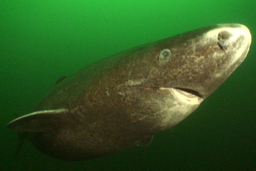 Greenland Shark