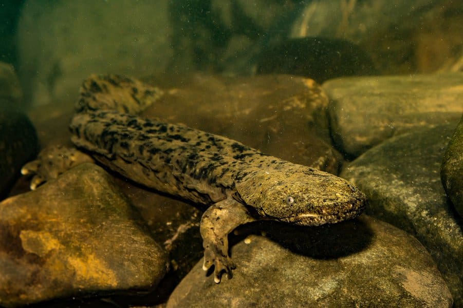 Hellbender