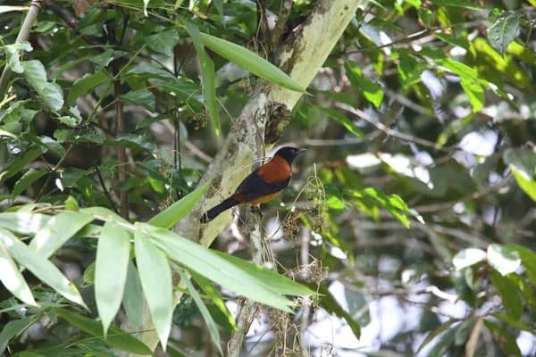 Hooded Pitohui