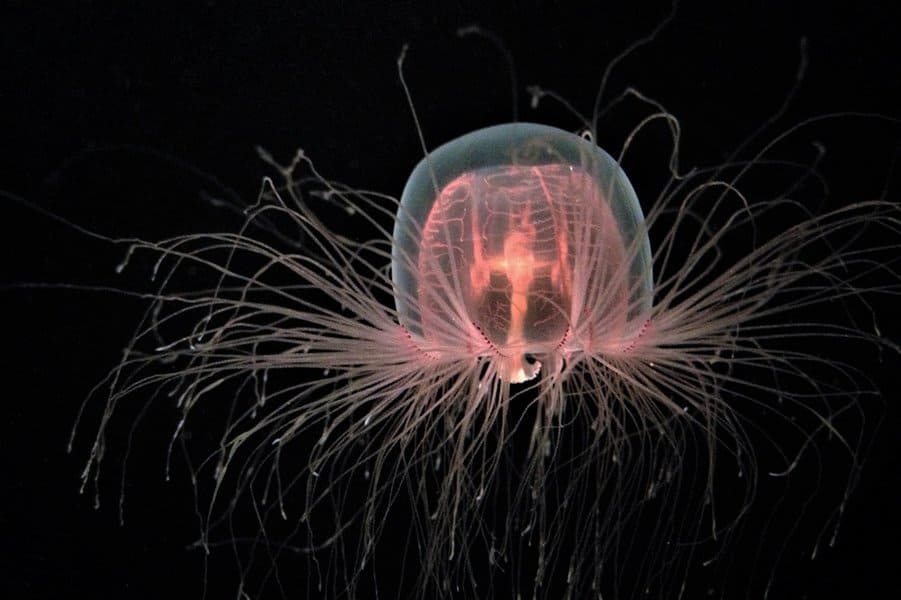 Immortal Jellyfish