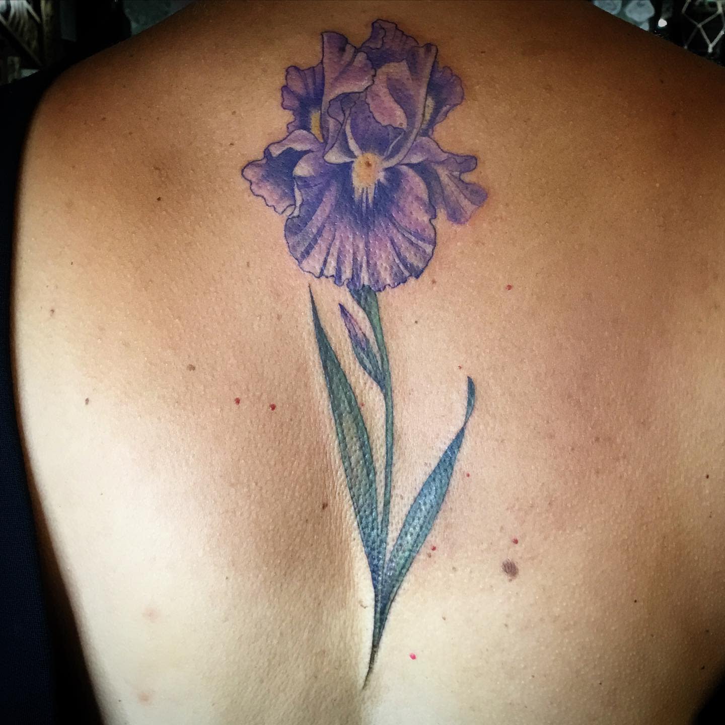 A purple iris flower tattoo on an upper back with green leaves extending downward